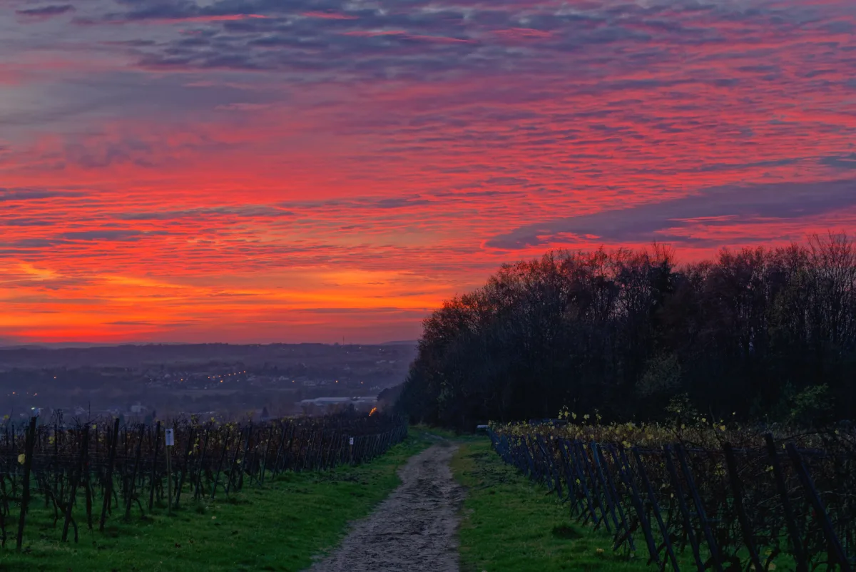 Polnische Weinberge der Winnica Srebrna Góra bei Krakau im Abendlicht — Rebzeilen auf sanften Hügeln